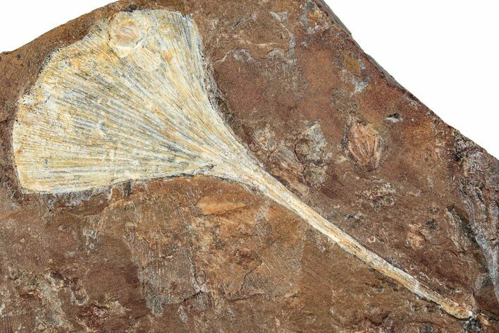 Fossil Ginkgo Leaf From North Dakota - Paleocene #262460